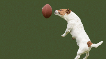 Week 9 Underdog Picks